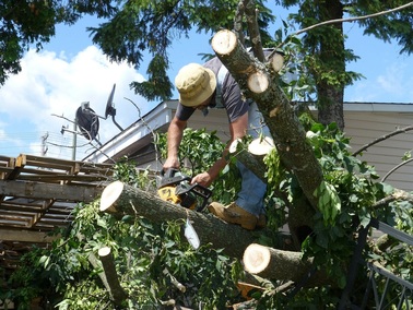 Tree Removal Manassas Park 