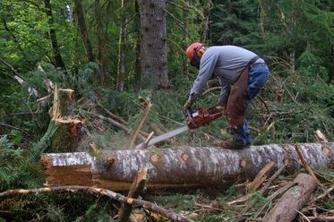 Tree Removal Manassas Park Lumber Jack